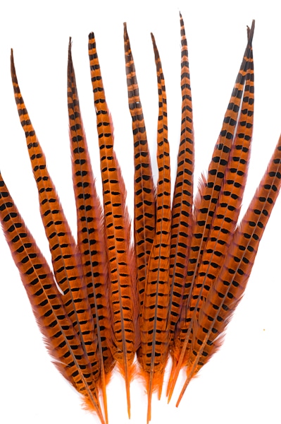 Faisan de Colchide - 35-45 cm - orange